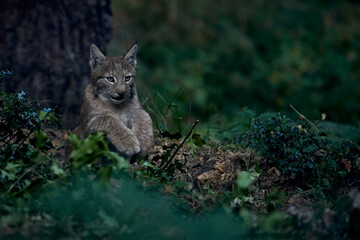 Iberian lynx observing in comfortable posture