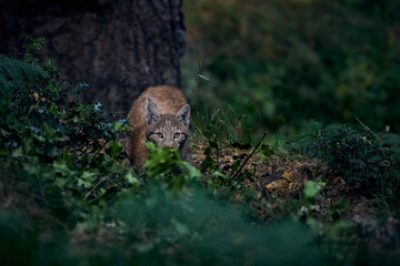 Naklejka na ściany i meble Iberian lynx hunting in the forest