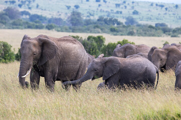 A baby elephant extends its trunk towards its mother who accompanies her to eat grass in the savannah