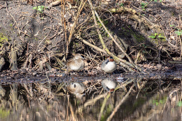 A pair of migratory river ducks teal-whistle (Anas crecca) on the bank of a water channel. Den Haag. Netherlands