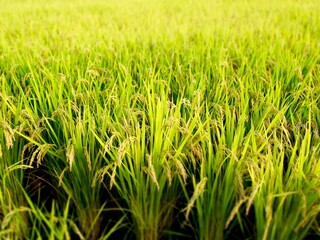 Rice Plants, Japan