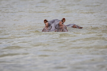 Hippo swims stealthily protecting her young that is behind her from any threat