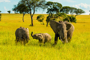 A family african elephants on the Masai Mara savannah with their baby calves and acacia trees, Kenya.
