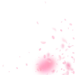 Fototapeta na wymiar Sakura petals falling down. Romantic pink flowers corner. Flying petals on white square background.
