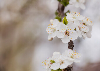 Spring an apple-tree flowers in a garden