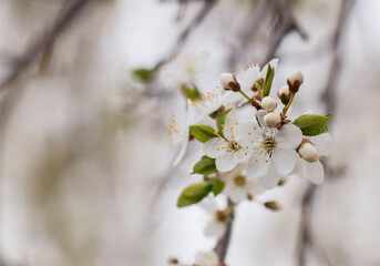 Spring an apple-tree flowers in a garden