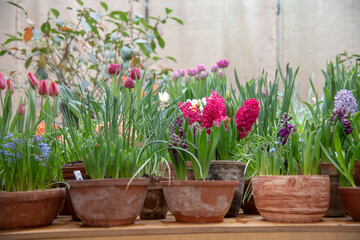 Fototapeta na wymiar Many ceramic pots with bright flowers are arranged in a row.