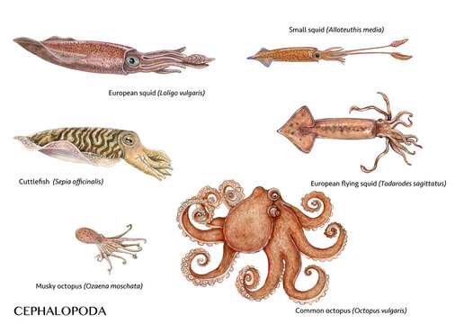 realistic illustrations of different species of cephalopoda:  loligo vulgaris,  Todarodes sagittatus, Alloteuthis media, Sepia officinalis, Ozaena moschata, Octopus vulgaris isolated on white