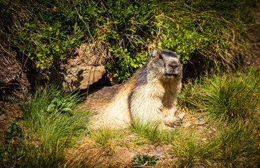 Marmot resting on a green meadow near his burrow and looking at the camera