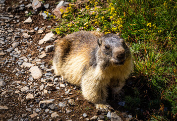 Cute marmot walking on a trail and looking at the camera