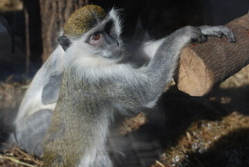 
Portrait of a gray monkey in the zoo near a log.