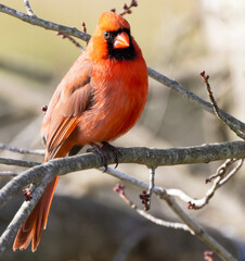 Male Northern Red Cardinal Perched on Bare Tree Branches in Winter