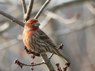 Male House Finch Outdoors on a Branch in Winter