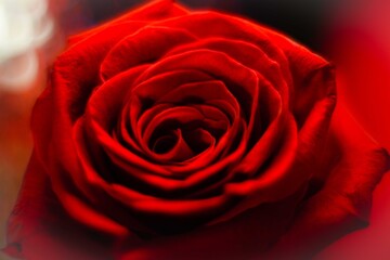 Fototapeta premium Blooming red rose close up