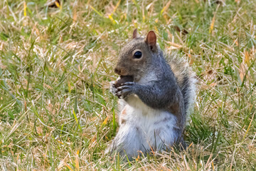 Naklejka na ściany i meble Squirrel with Acorn Nut in its Mouth