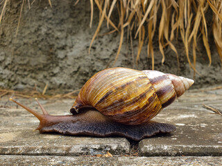 snail