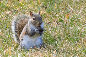 Naklejka na ściany i meble Squirrel with Acorn Nut in its Mouth