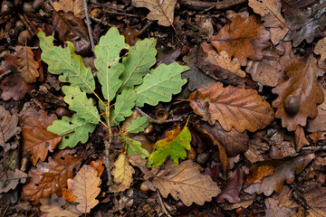 autumn leaves on the ground