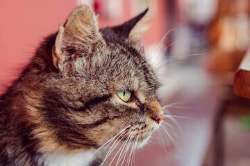 Close-up portrait of a tabby cute cat