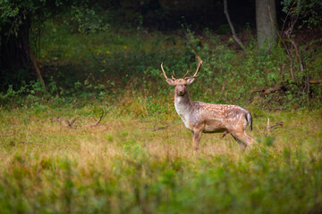 Beautiful fallow deer male (dama dama) in autumn forest.