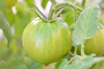 Green Tomato on a Vine