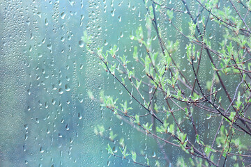 spring rain background branches leaves, abstract background