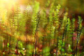 spring wildflowers, summertime background, green grass and flowers