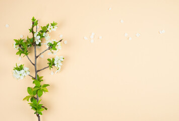 Obraz na płótnie Canvas White plum blossoms on cream background. Copy space. Spring concept.