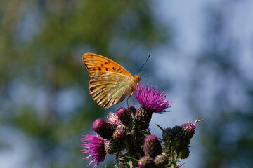 A Silver-washed Fritillary nectaring on thistle flowers.