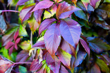 purple and red leaves