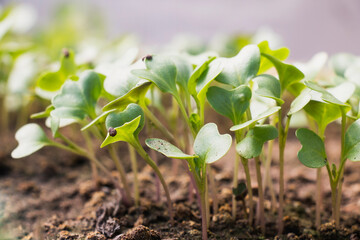 Small sprouts of radishes