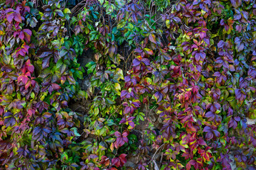 purple and green leaves