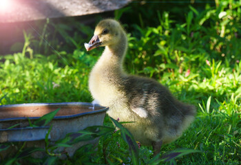 a yellow gosling is in a green grass