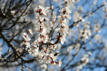 Blooming apricot branch on a spring day against a blurred background of other branches and the sky, springtime.