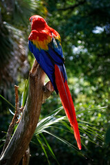 A colorful Psittacidae Parrot