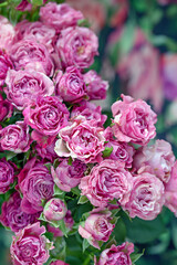 Close-up floral composition with a pink roses .Many beautiful fresh pink roses on a table.

