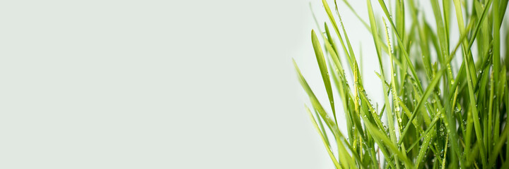 Green grass close-up. Banner copy space for text using as summer background natural green plants...