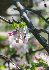 Apple Tree⎮Malus Domestica