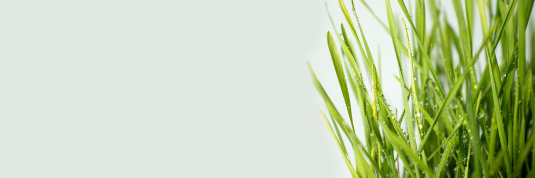 Green grass close-up. Banner copy space for text using as summer background natural green plants landscape, ecology, fresh wallpaper concept.