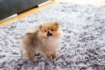 cute little puppy pomeranian dog orange sable, sitting a a grey floor carpet indoor