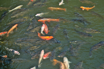 Japanese lake full of multi-colored carp seen from above