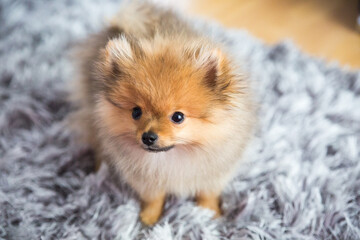 cute little puppy pomeranian dog orannge sable, sitting a a grey floor carpet indoor