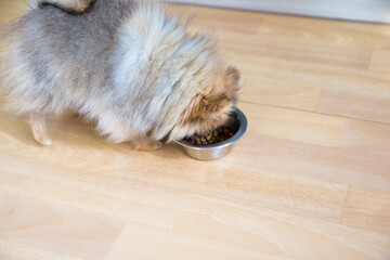 cute little puppy pomeranian dog orange sable, eating the food in a silver bowl