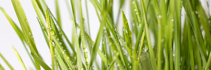 Fototapeta na wymiar Nature background. Banner poster with green grass and water droplets close up. Selective focus. Blur. Ecology, nature concept. sustainable lifestyle.