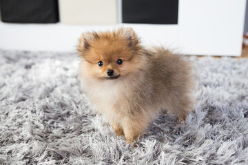 cute little puppy pomeranian dog orange sable, sitting a a grey floor carpet indoor
