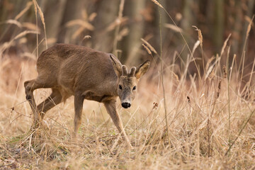 Roe deer (Capreolus, capreolus) stands on a mountain meadow. In the background is a pine forest. Wildlife scenery