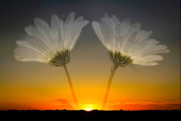 double exposure image of white daisies with a golden sunset.