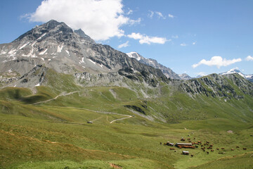 Fototapeta na wymiar vaches dans les alpages au dessus de la station des Arcs en été au pied d'une montagne