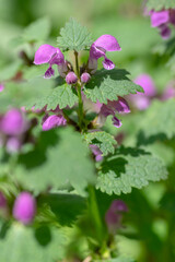 Lamium purpureum wild pink flowering purple dead-nettle flowers in bloom, group of flowering plants