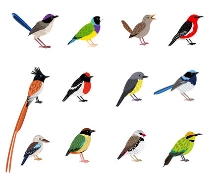 Beautiful flying bird set. Cartoon exotic sky characters with cute coloring plumage, vector illustration of little birds with beak and feathers isolated on white background